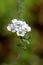 A macro portrait of a cluster of white prunus blossom flowers on a branch of a tree in a garden at springtime. The shallow depth