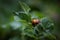 A macro portrait of a colorado beetle, also called leptinotarsa decemlineata in between the leaves of a potato plant. The insect