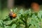 A macro portrait of a colorado bug in between the leaves of a potato plant. The leptinotarsa decemlineata is a beetle and mostly