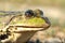 Macro portrait of common marsh frog