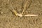 Macro portrait of the cone-headed grasshopper Acrida ungarica, on sand