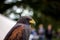 A macro portrait of a desert hawk, also called harris& x27;s hawk.