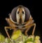 Macro portrait of fly diptera close up with bkack background