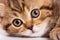 Macro portrait of a ginger striped kitten