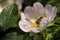 A macro portrait of a gliding fly in a white flower it is resting between the petals