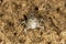 Macro portrait of the grasshoppers Sphingonotus caerulans on sand