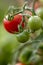 A macro portrait of a green, unripe tomato hanging with another unripe cherry tomato.
