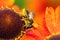 A macro portrait of a honey bee sitting head down on a helenium moerheim or mariachi flower collecting pollen to bring back to its