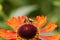A macro portrait of a honey bee sitting on a helenium moerheim or mariachi flower collecting pollen to bring back to its hive. The