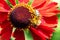 A macro portrait of a honey bee sitting on the side of a helenium moerheim or mariachi flower collecting pollen to bring back to