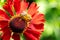 A macro portrait of a honey bee sitting on top of a helenium moerheim or mariachi flower collecting pollen to bring back to its