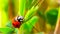 The macro portrait of the ladybug on a green leaf