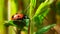 The macro portrait of the ladybug on a green leaf