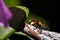 A macro portrait of a leefcuttre bee sitting on a branch of a plant. The insect is also called a megachile willughbiella