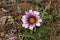 Macro portrait of a pink Gazania. Botanical name: Gazania rigens