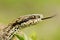 Macro portrait of rare meadow viper