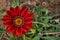 Macro portrait of a red Gazania. Botanical name: Gazania rigens