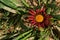 Macro portrait of a red Gazania. Botanical name: Gazania rigens