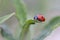 A macro portrait of a small red and black ladybug with black spots or coccinellidae sitting on the tip of a blade of grass. The