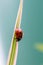 A macro portrait of a small red and black ladybug with black spots or coccinellidae walking down a green blade of grass. The tiny