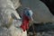 Macro portrait of turkey-cock