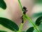 macro portrait of two black ants perched on a green leaf branch