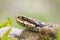 Macro portrait of venomous viper