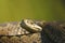 Macro portrait of vipera ursinii