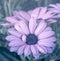 Macro portrait of a wide open violet blue blooming cape daisy / marguerite blossom with leaves