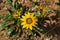 Macro portrait of a Yellow Gazania. Botanical name: Gazania rigens