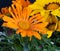 Macro portrait of a yellow and orange delosperma blossom with green leaves