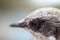 Macro portraits of lesser whitethroat