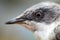 Macro portraits of lesser whitethroat