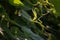 Macro of Praying Mantis Hanging from Vines