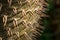 Macro of a prickly bark, selective focus