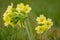 Macro of primrose cowslip primula flower