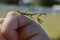 Macro profile photo of a green prey mantis on a white hand