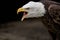 Macro profile portrait of a gorgeous angry bald eagle screeching