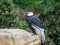 Macro profile shot of an Andean condor perching on a rock