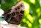 Macro profile shot of a Blue morpho butterfly in the greenery