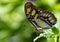 Macro profile shot of a Brush-footed butterfly on a green leaf