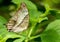 Macro profile shot of a Marbled map butterfly on a green leaf