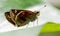 Macro profile shot of a Zabulon skipper butterfly