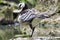 Macro profile view of a Barnacle goose perching on the stone by the water