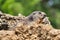 Macro profile view of a groundhog in the soil on a sunny day