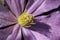 Macro of a purple clematis stigma and stamen