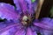 Macro of a purple clematis stigma and stamen