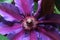 Macro of a purple clematis stigma and stamen