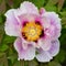 Macro of purple common peony bloom Paeonia officinalis with gr