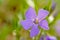 Macro of purple common periwinkle flower